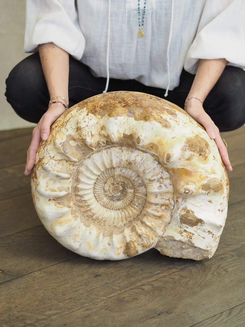 Fosilie Amonit, 31,5 kg