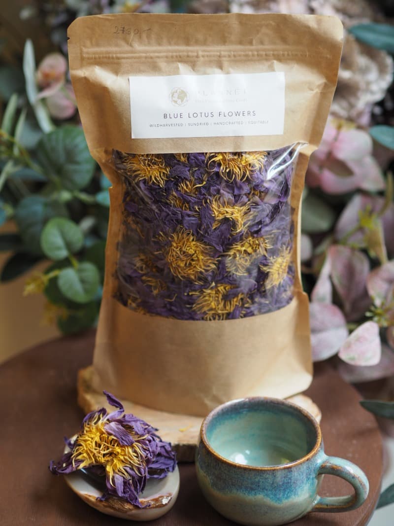 1 Modry Lotos suseny kvet