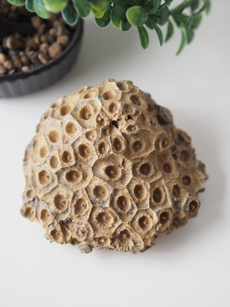 Fosilie Korál, 573 g