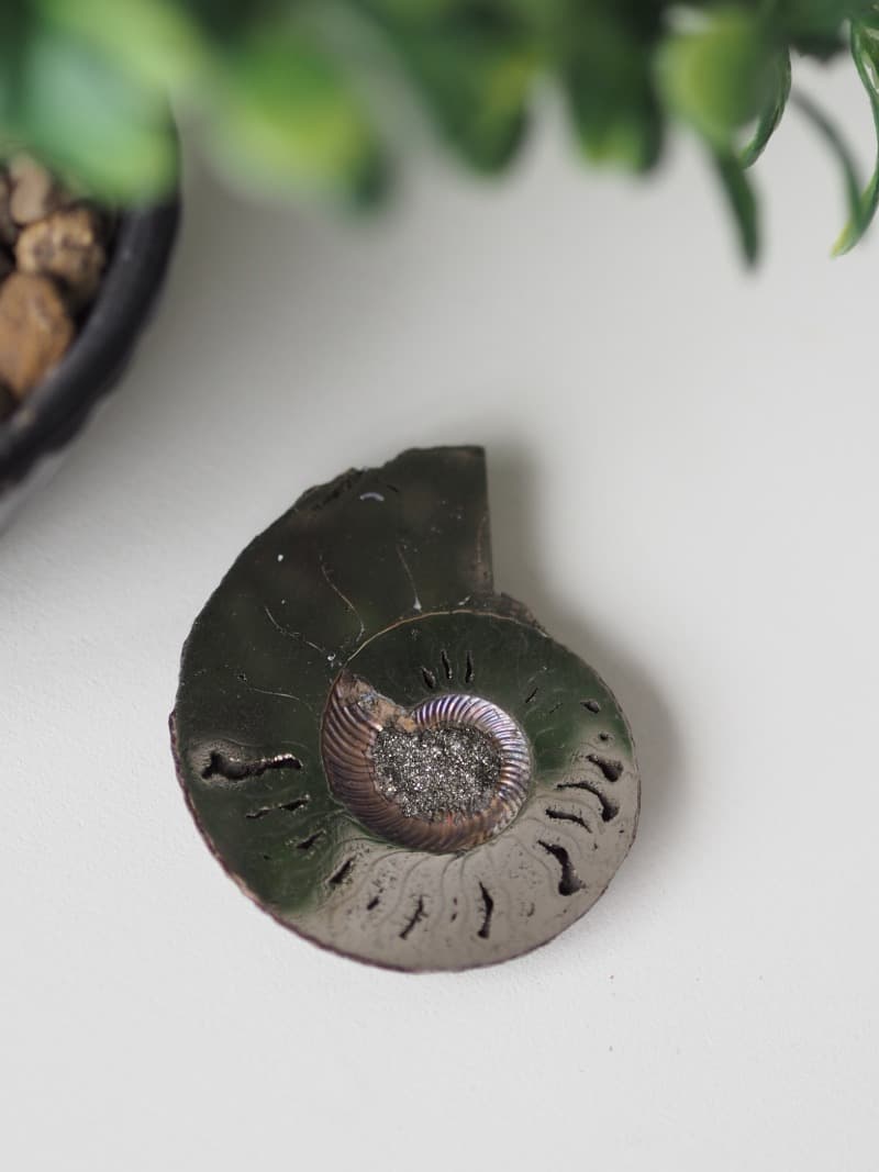 27 Fosilie Amonit Pyrit