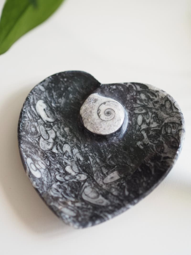 Ortoceras fosílie miska srdce, 190 g