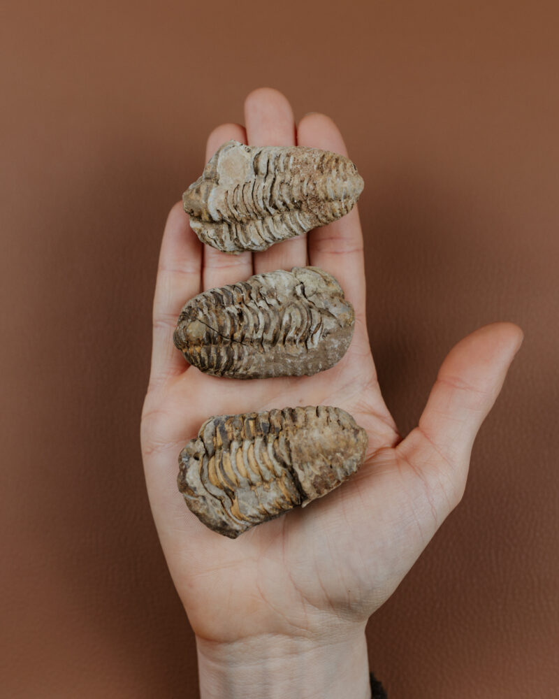 Fosilie Trilobit, cca 50g