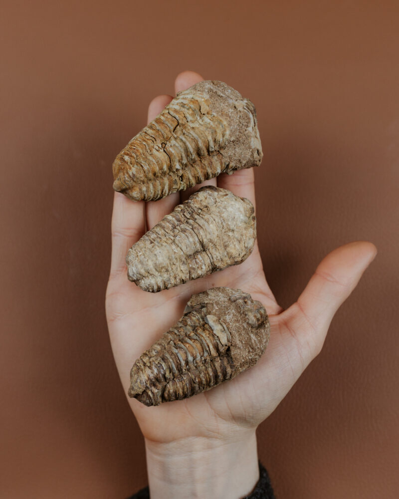 Fosilie Trilobit, cca 70g
