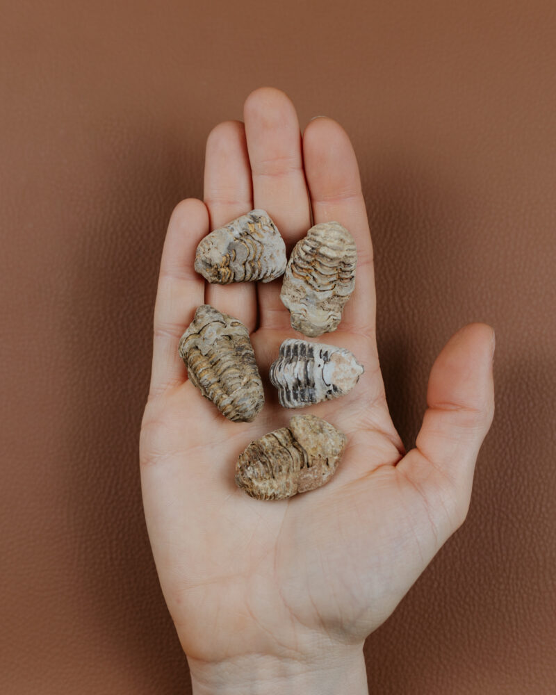 Fosilie Trilobit, cca 10g